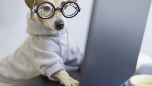 dog wearing glasses working at laptop