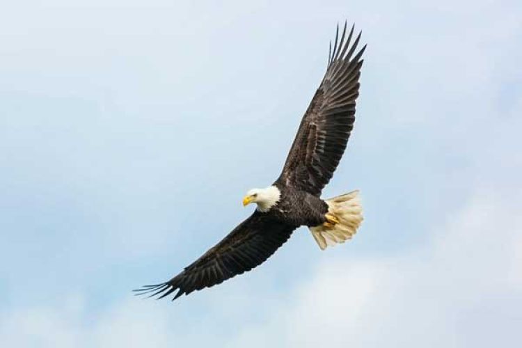 bald eagle soaring in blue sky